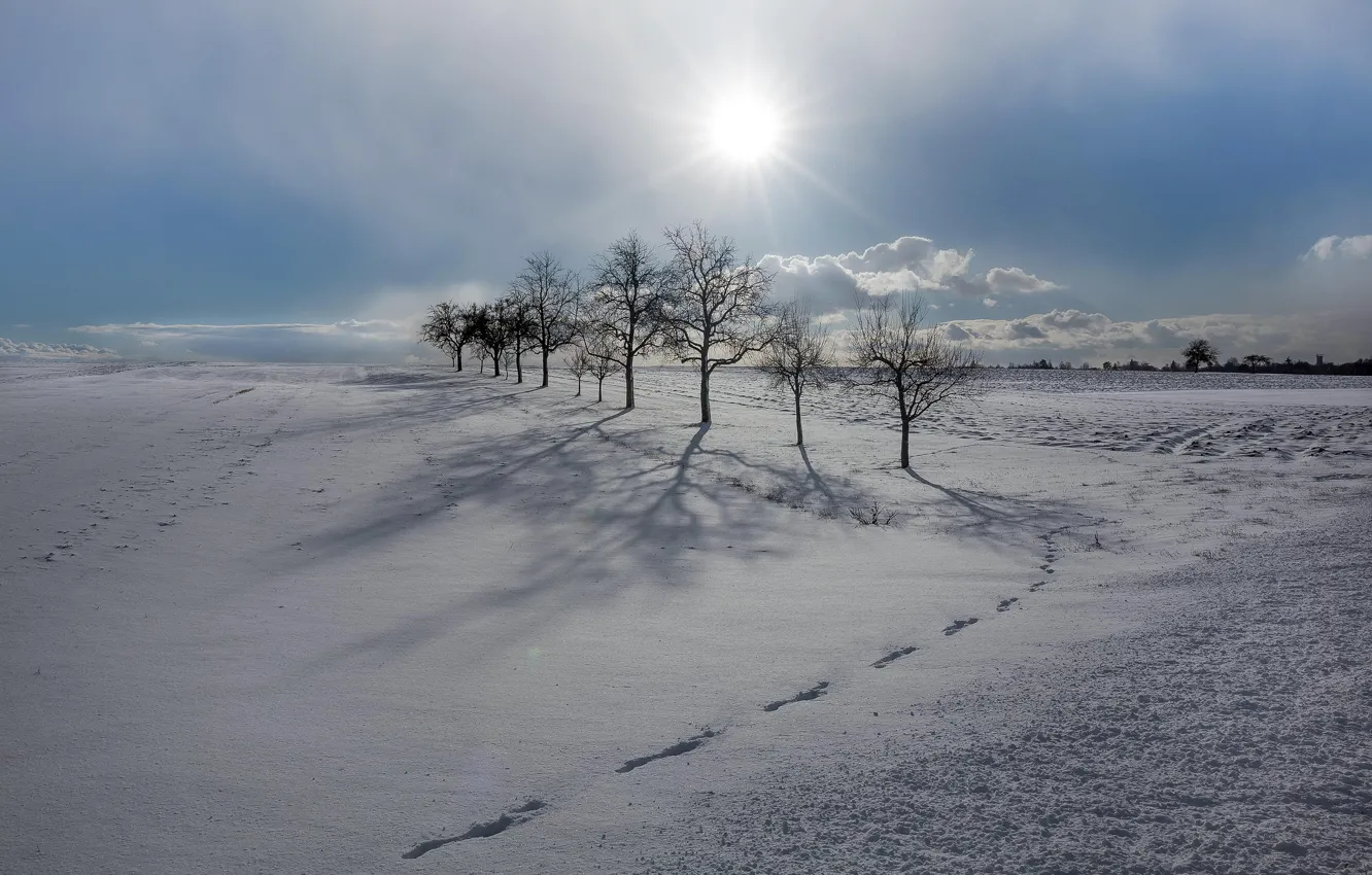 Photo wallpaper winter, field, snow, trees, morning