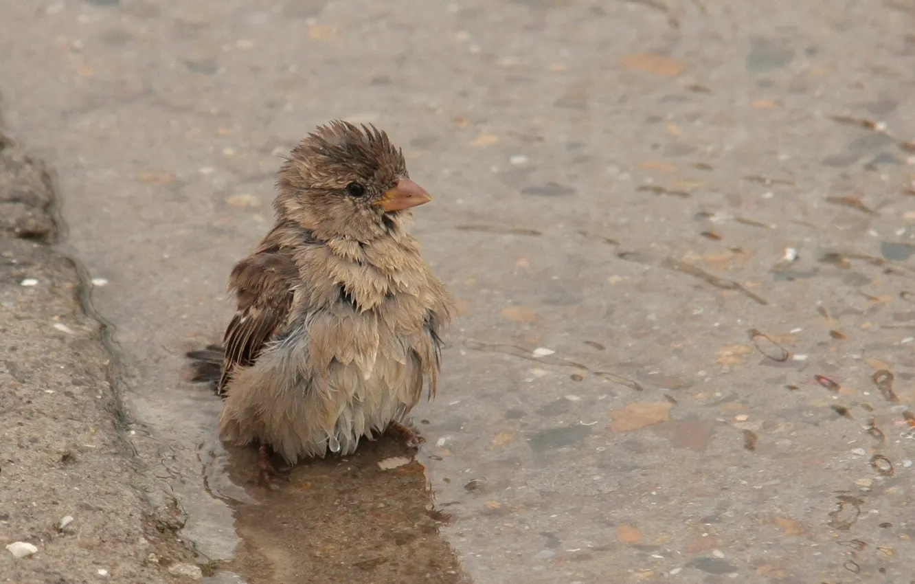 Photo wallpaper bird, puddle, Sparrow