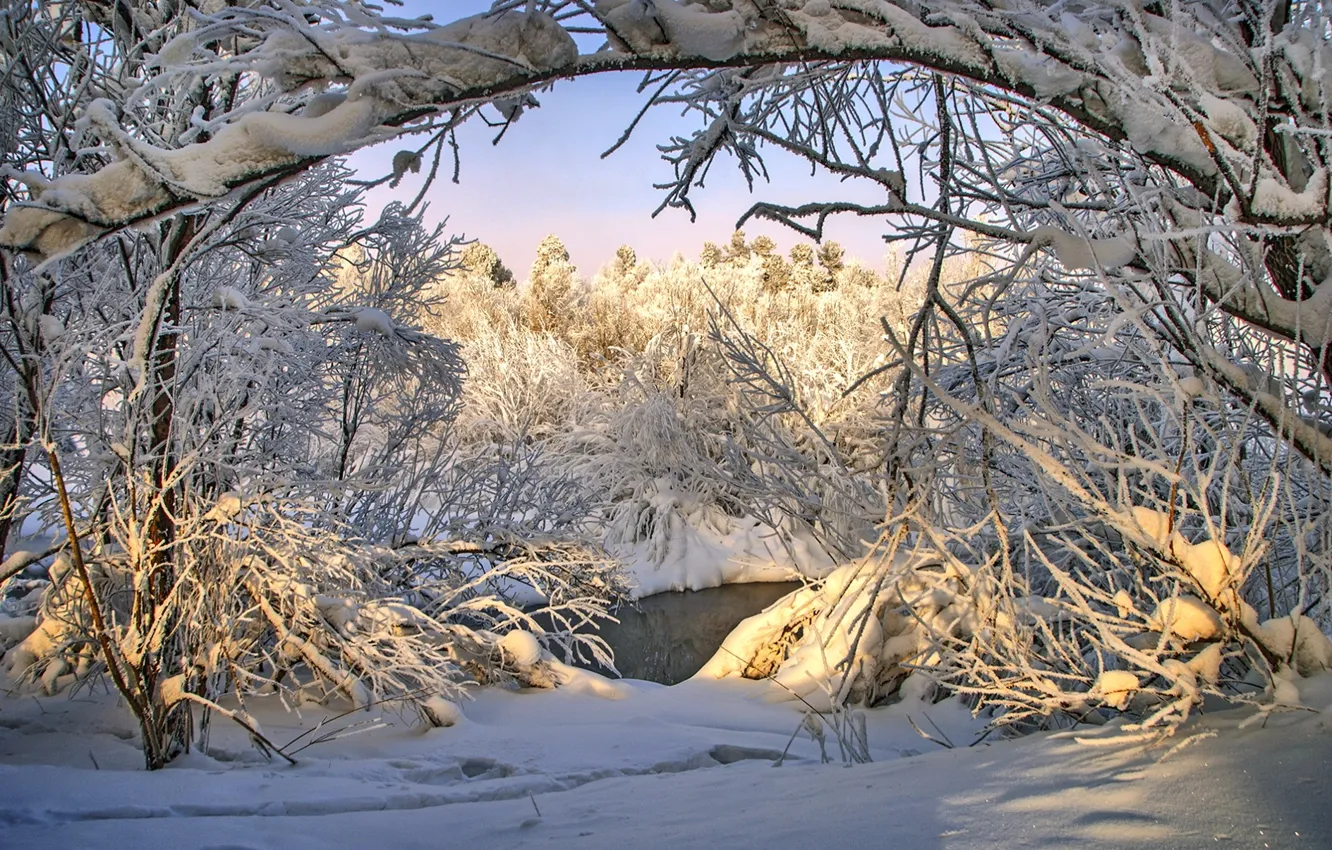 Photo wallpaper winter, forest, snow, trees
