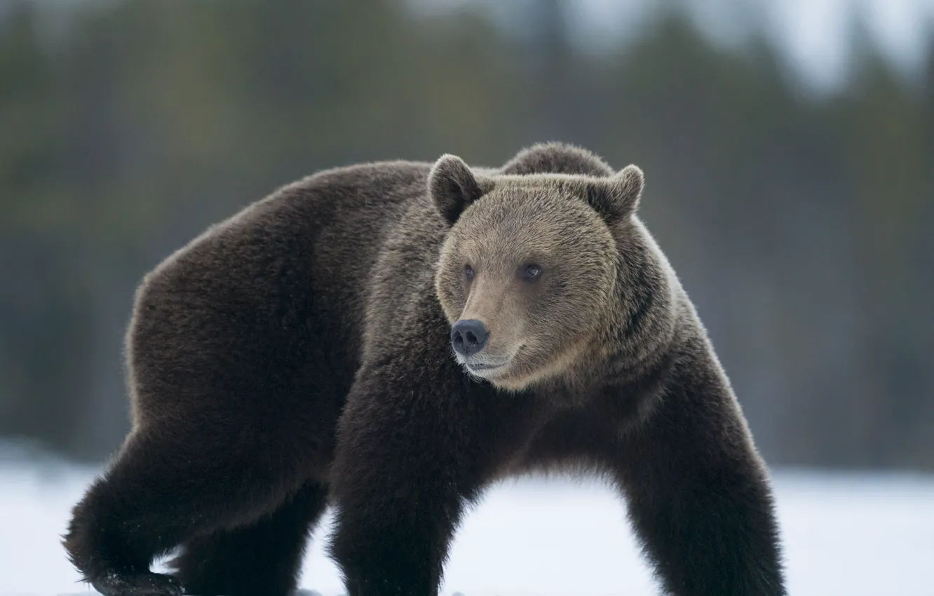 Photo wallpaper winter, forest, look, face, snow, pose, paws, bear