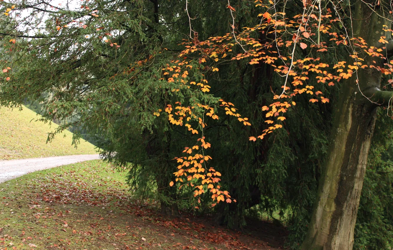 Photo wallpaper autumn, trees, foliage, track, trees, Autumn, leaves, path