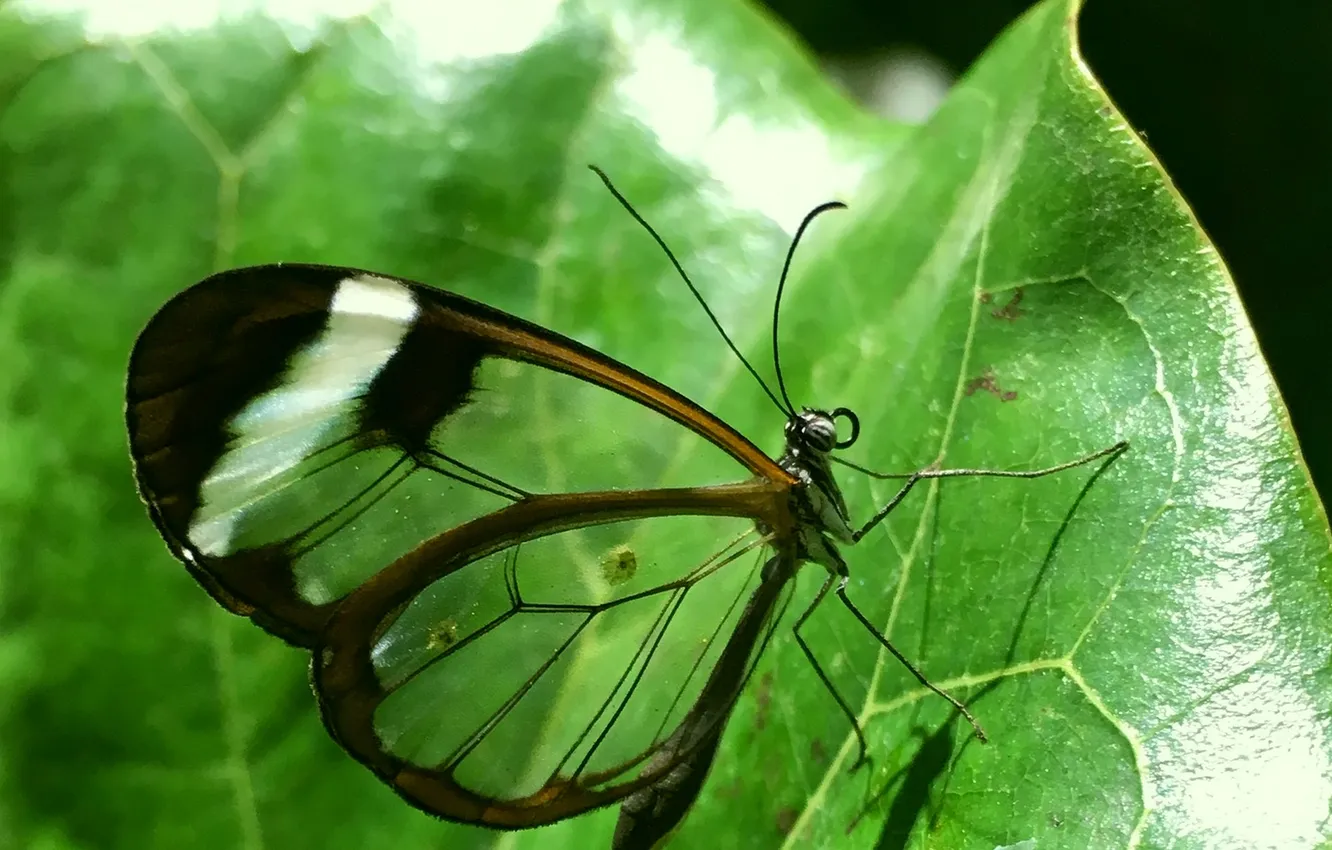 Photo wallpaper closeup, leaves, beautiful, wings, butterfly, macro