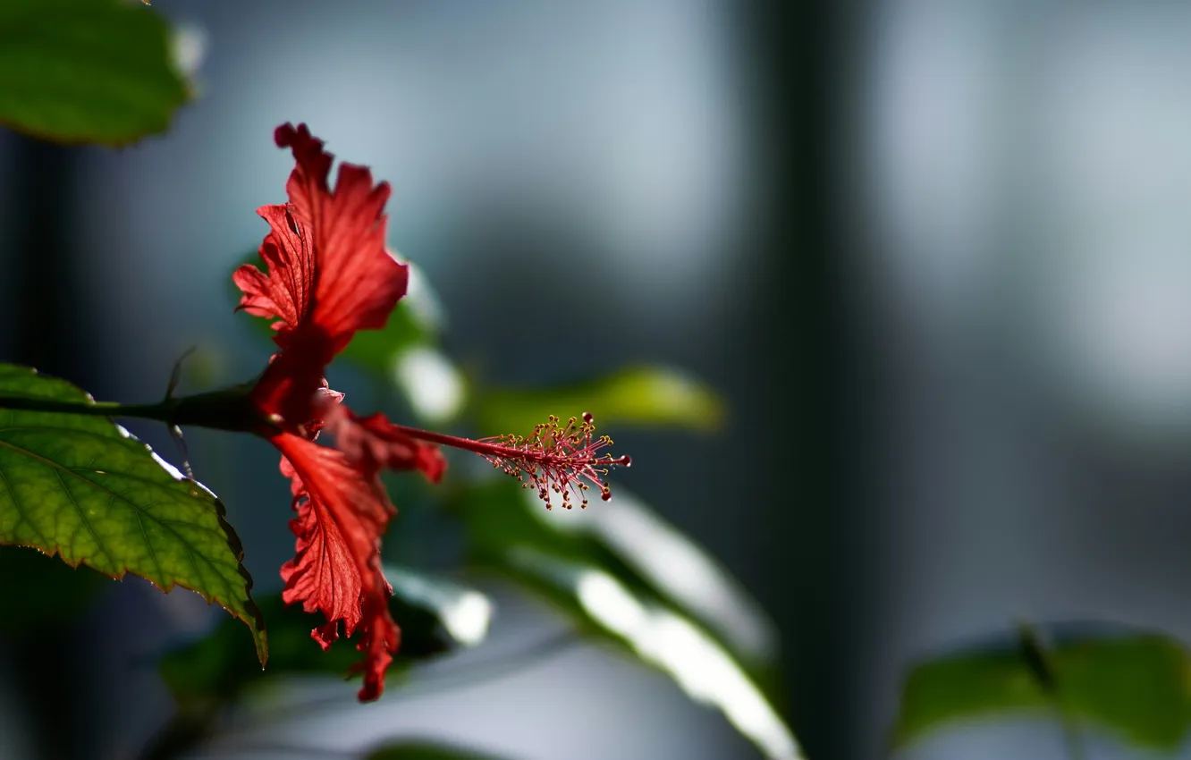 Photo wallpaper flower, macro, nature