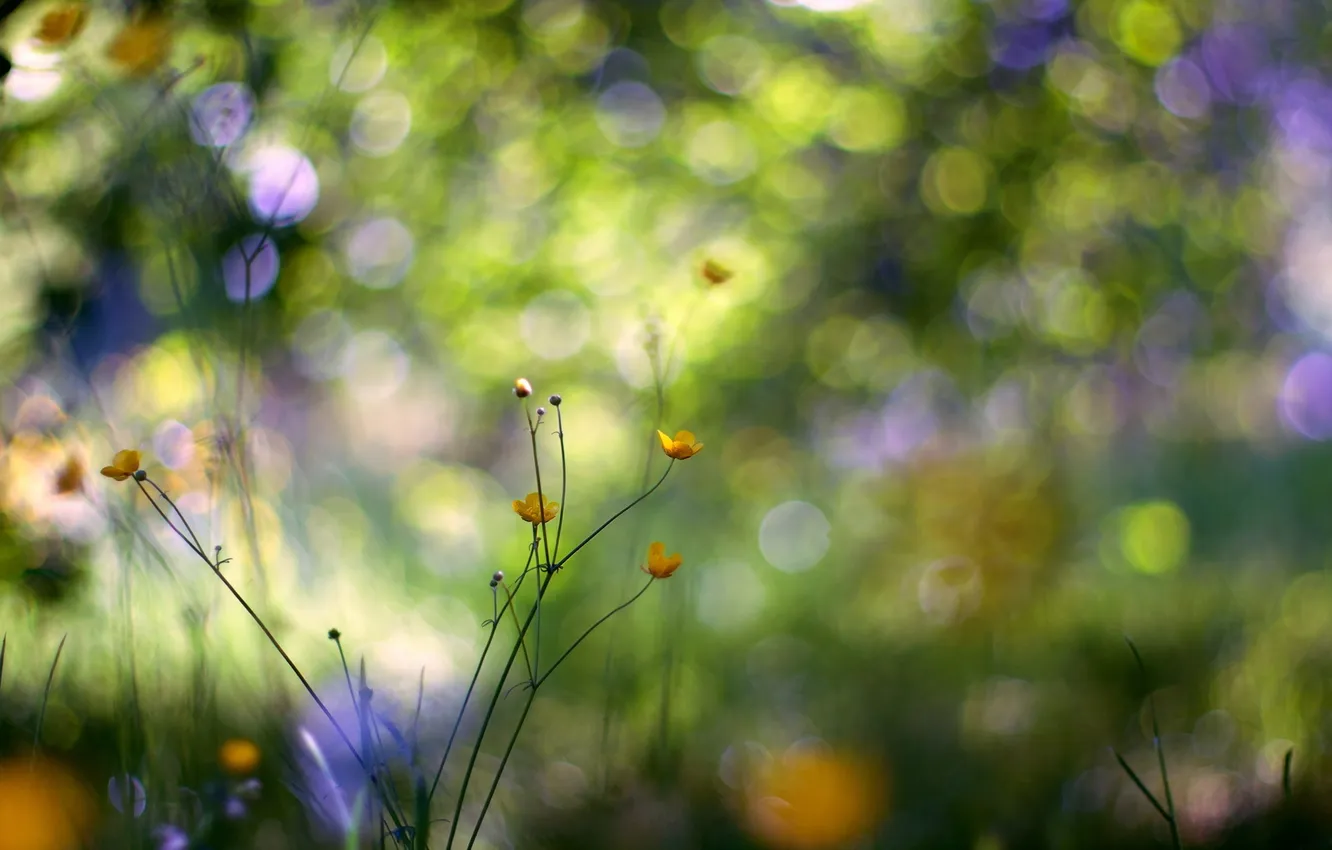 Photo wallpaper macro, flowers, nature