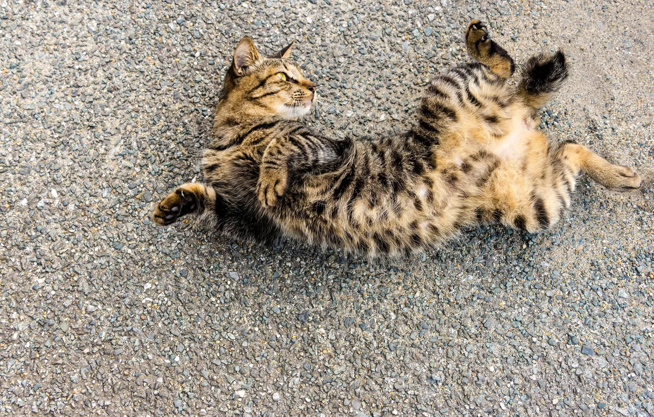 Photo wallpaper cat, background, Koshak, lies, Tomcat