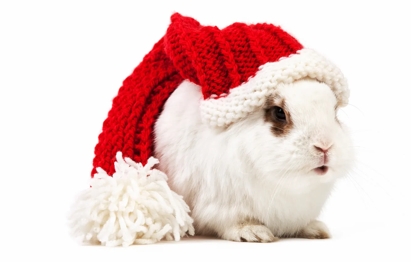 Photo wallpaper white, rabbit, cap