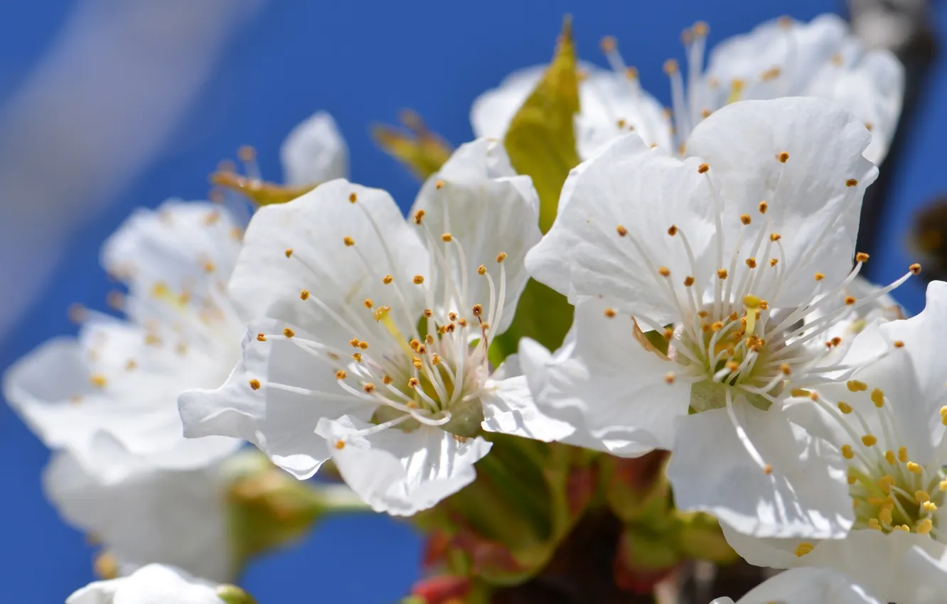 Photo wallpaper macro, branches, cherry, spring