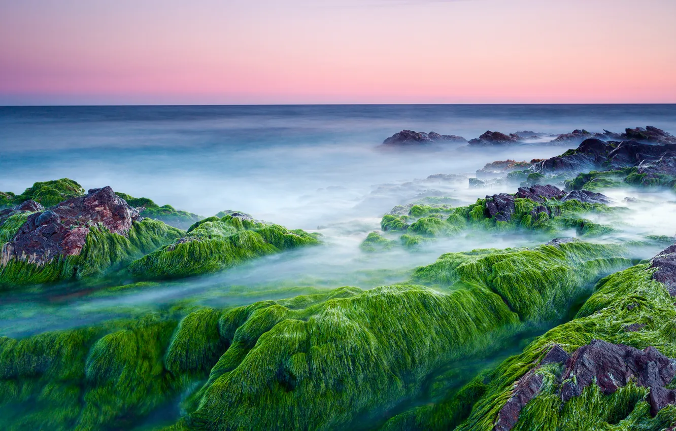 Photo wallpaper sea, algae, stones, morning, pink