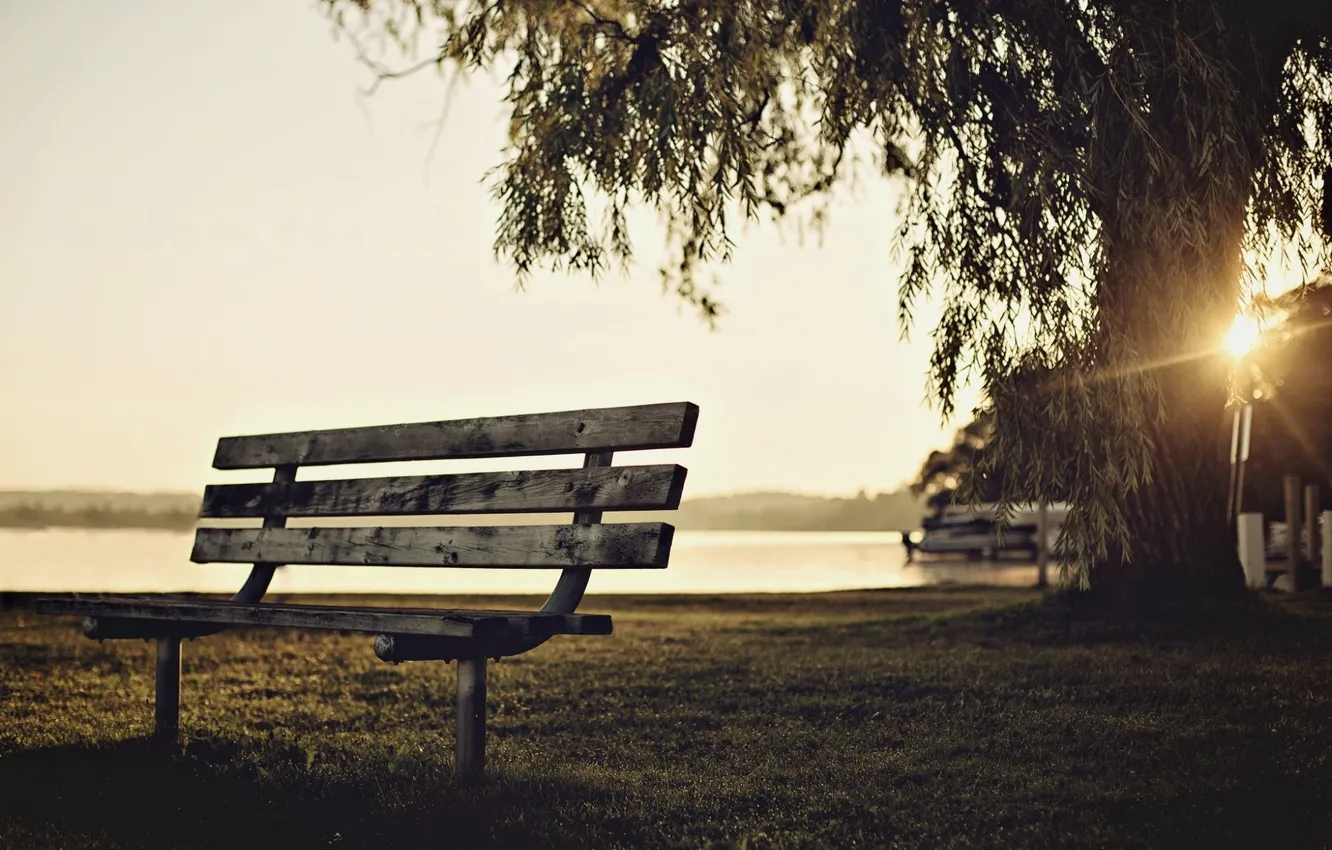 Photo wallpaper greens, grass, water, the sun, rays, trees, bench, nature