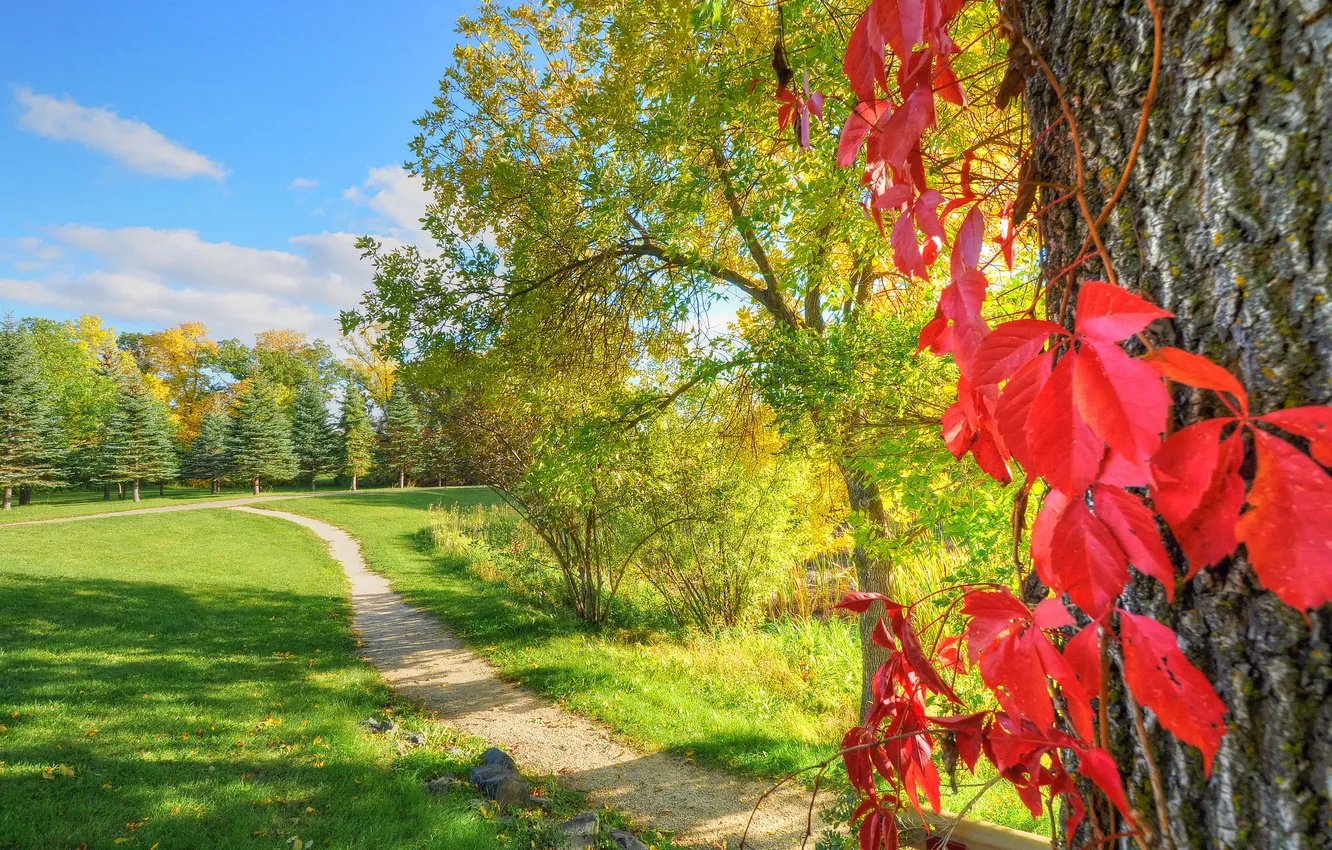 Photo wallpaper autumn, the sky, leaves, Park, tree, path