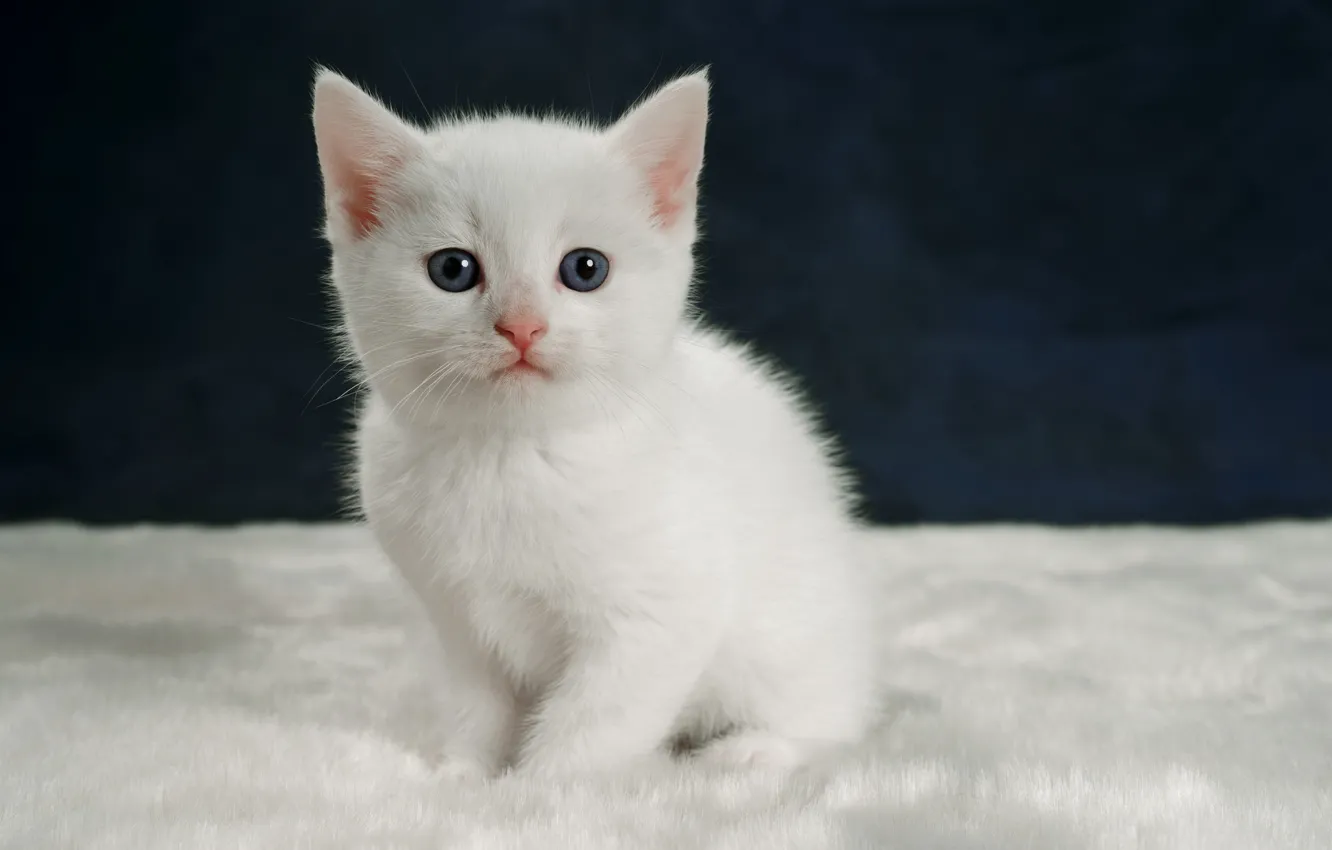 Photo wallpaper look, kitty, portrait, baby, white kitten