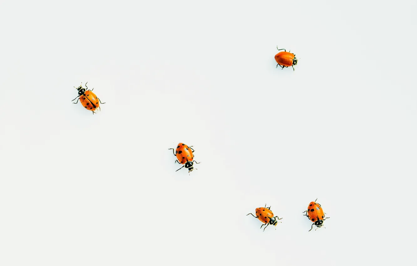 Photo wallpaper background, color, ladybugs