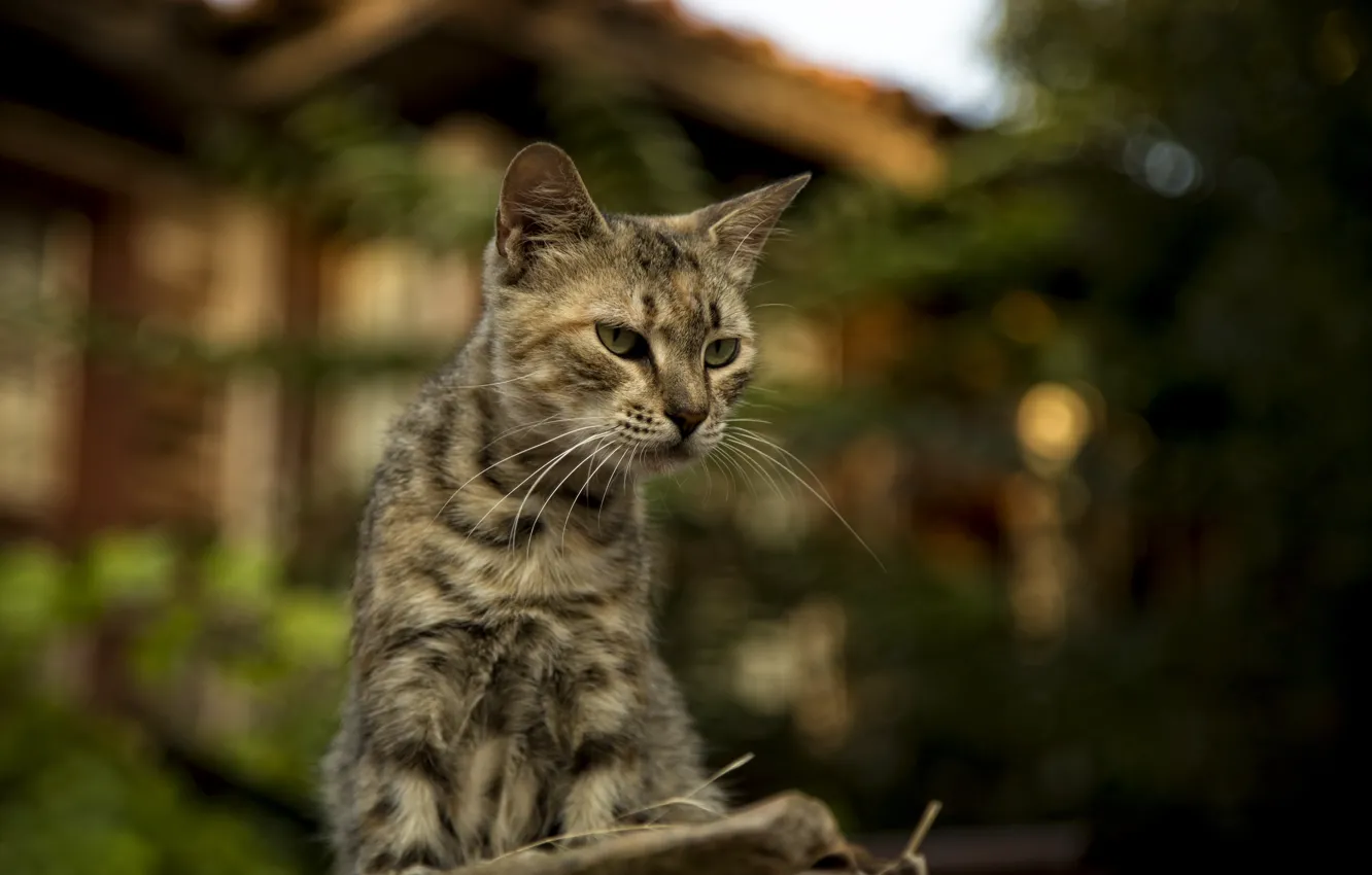 Photo wallpaper cats, cats wallpapers, Bulgaria, Nessebar, cute cats, Kide fotoart