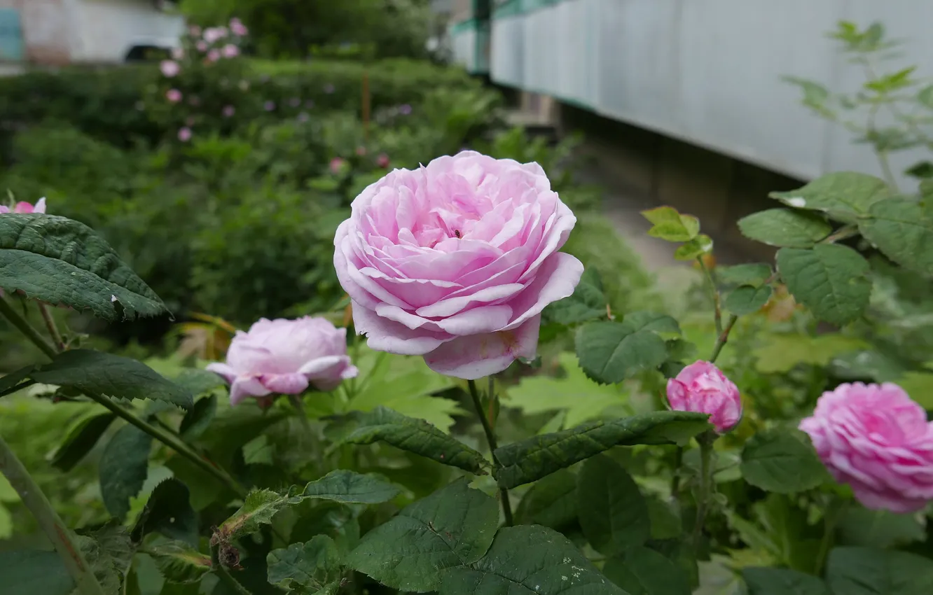Photo wallpaper roses, yard, tea, in our