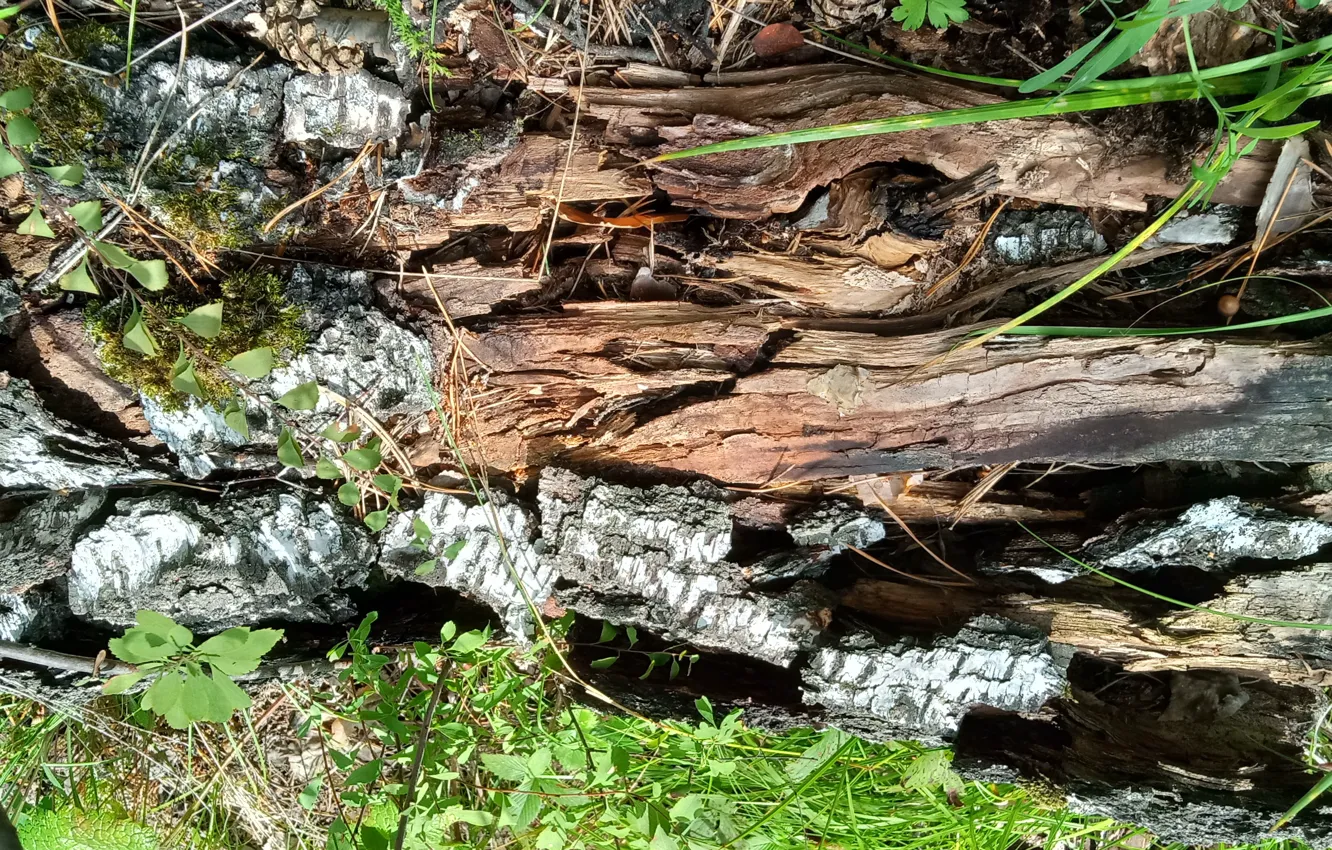 Photo wallpaper trees, wood texture, wood texture