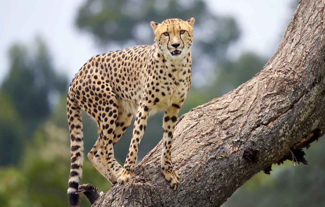 Photo wallpaper look, trees, paws, Cheetah, is, bokeh