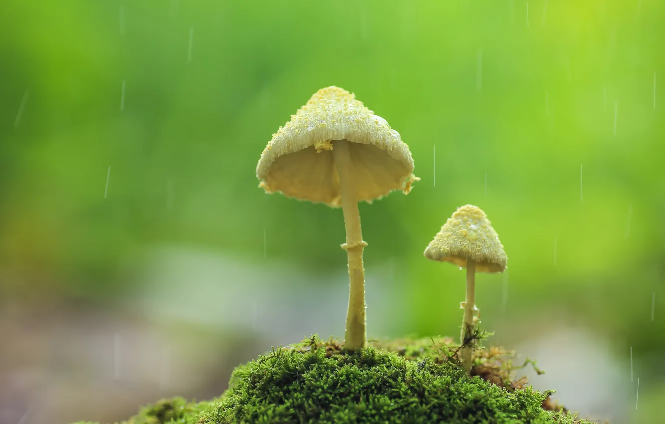 Photo wallpaper autumn, background, rain, mushrooms