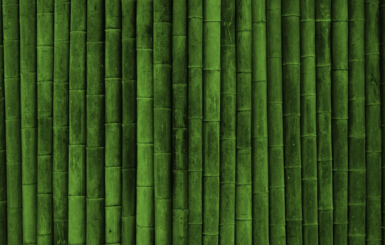 Photo wallpaper green, plant, Japanese bamboo