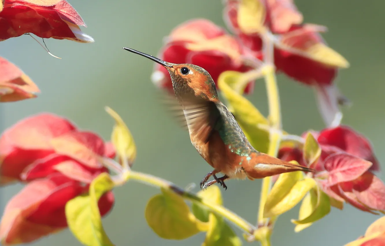 Photo wallpaper flowers, bird, beak, Hummingbird