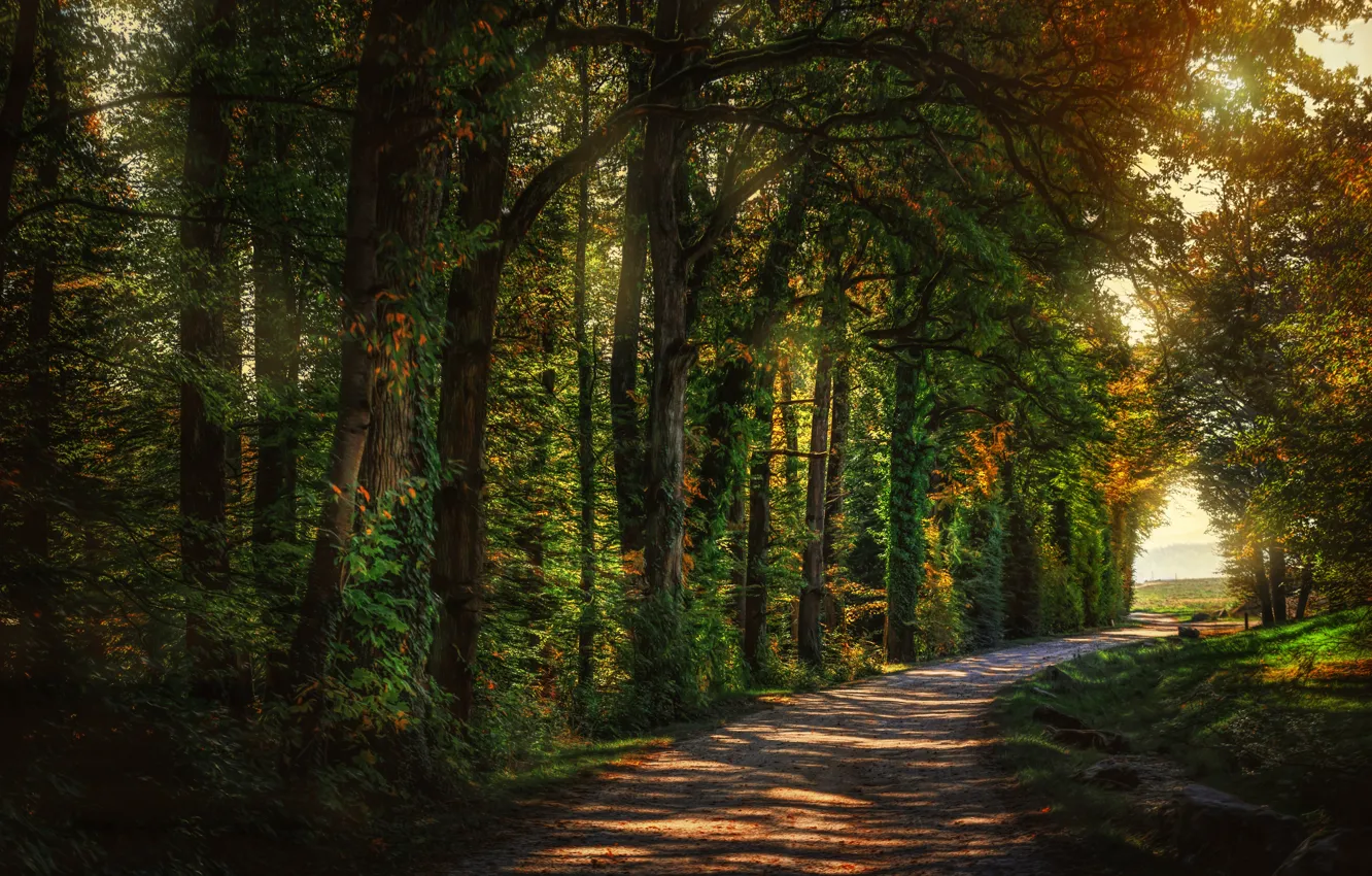 Photo wallpaper road, forest, trees, hdr, alley
