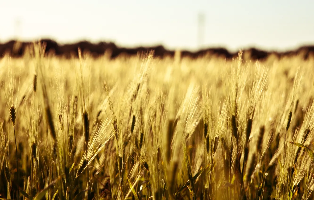 Photo wallpaper wheat, field, macro, background, widescreen, Wallpaper, rye, spikelets