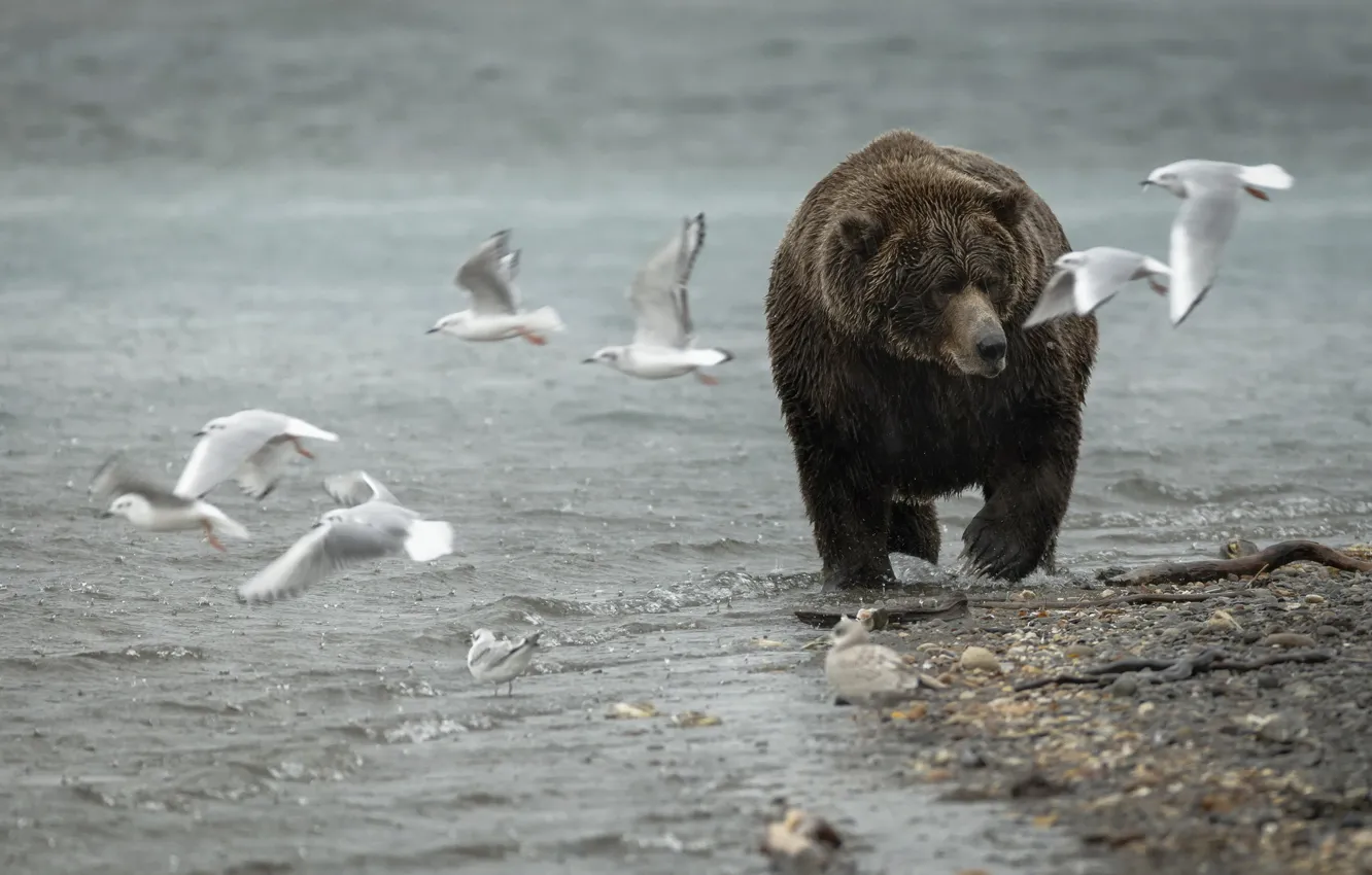 Photo wallpaper nature, seagulls, bear