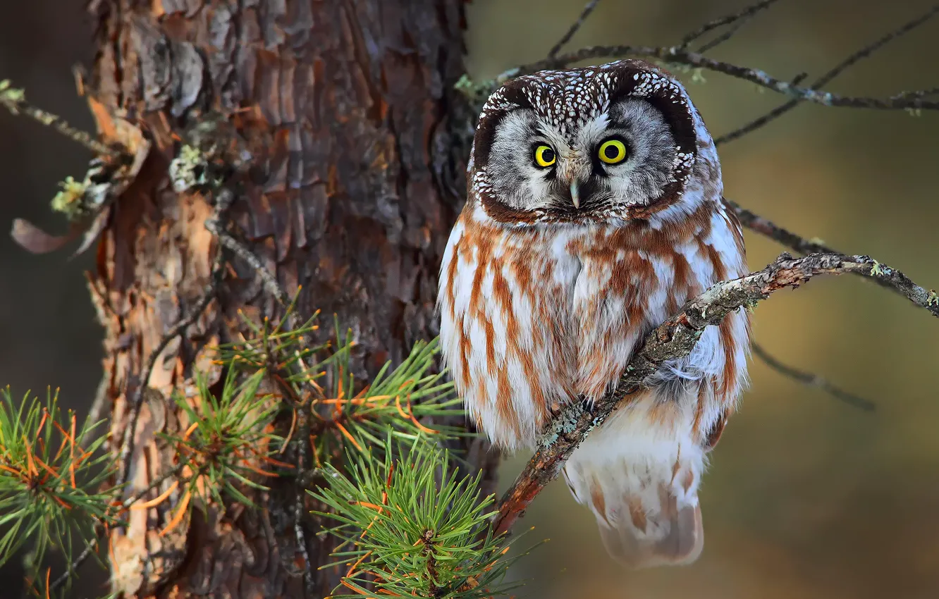 Photo wallpaper forest, trees, needles, branches, Tengmalm's owl, small owl