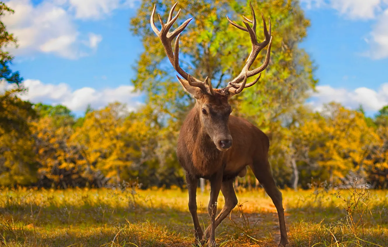 Photo wallpaper autumn, nature, deer, horns