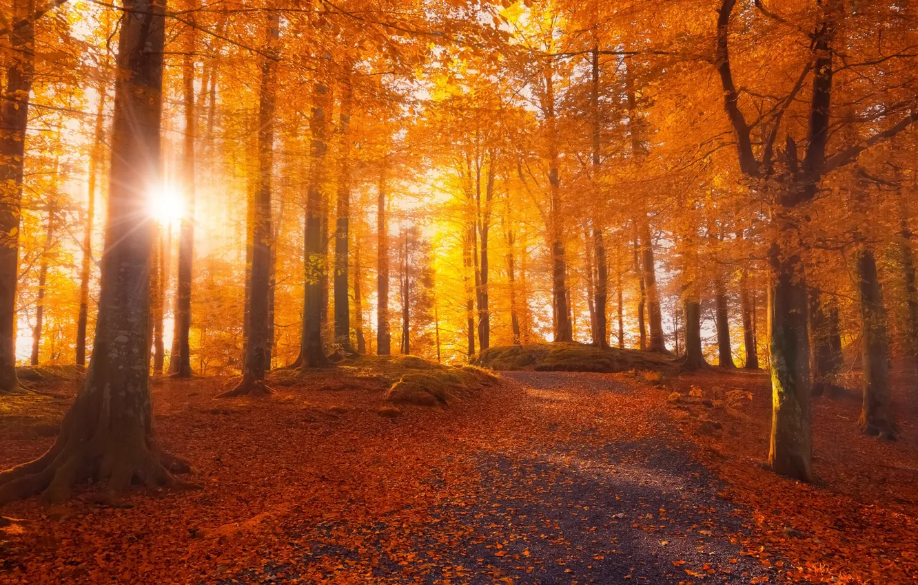 Photo wallpaper road, autumn, forest, leaves, the sun, rays, light, trees