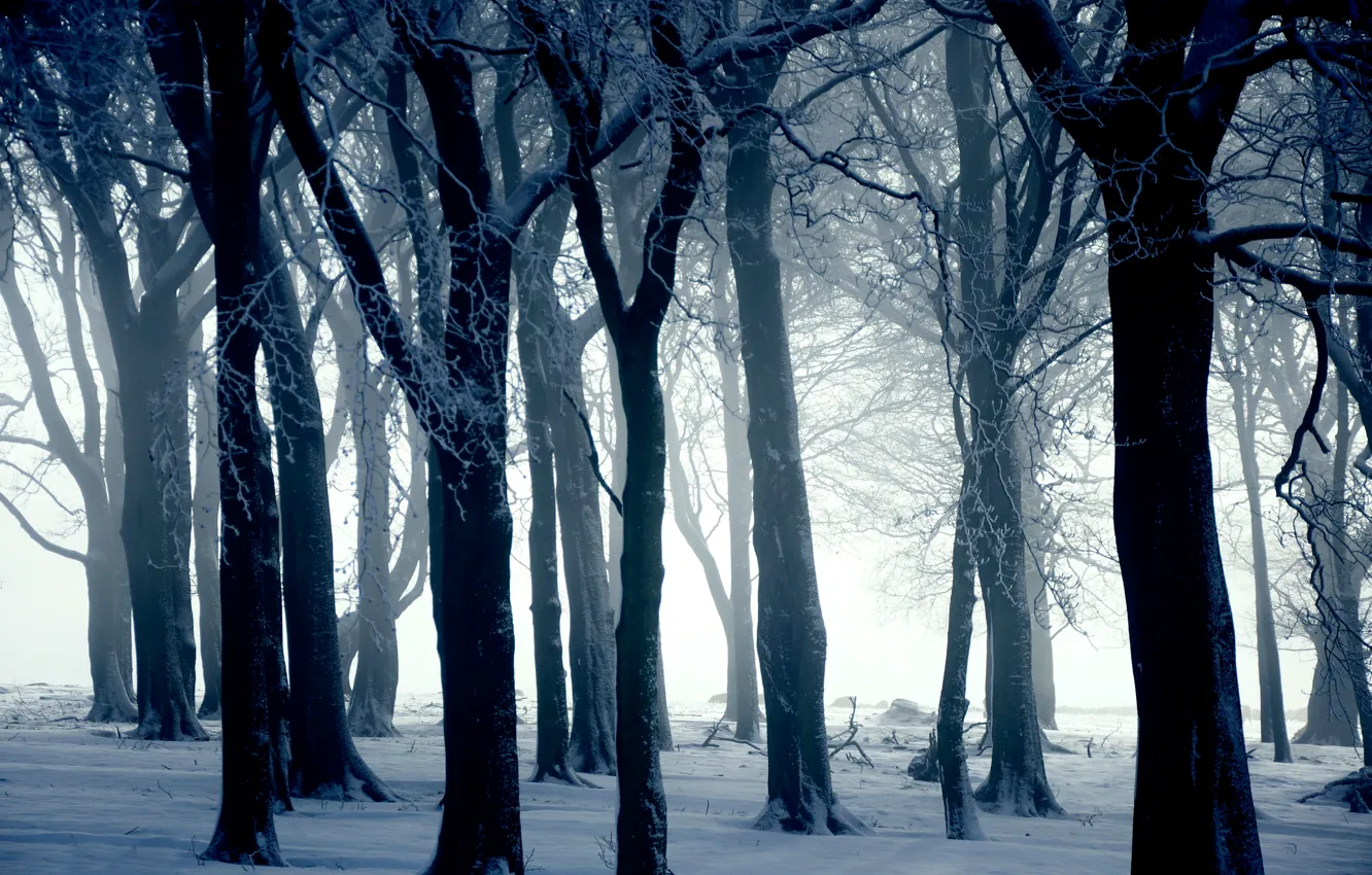 Photo wallpaper winter, snow, trees, nature, blue