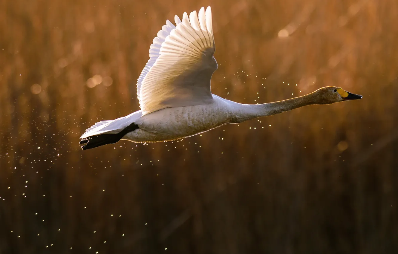 Photo wallpaper squirt, bird, Swan, flight, duck, the rise, goose