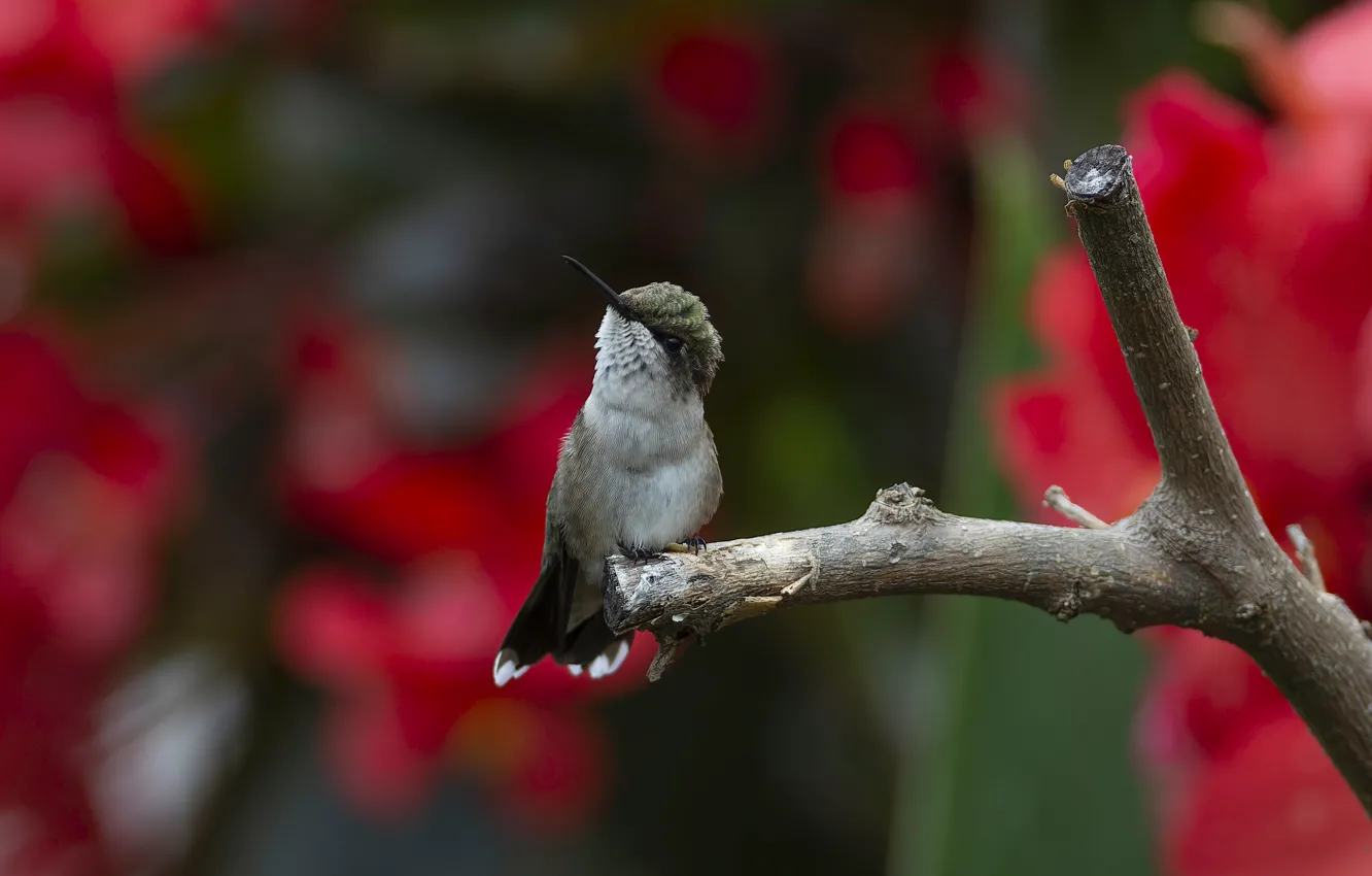 Photo wallpaper flowers, branches, bird, Hummingbird