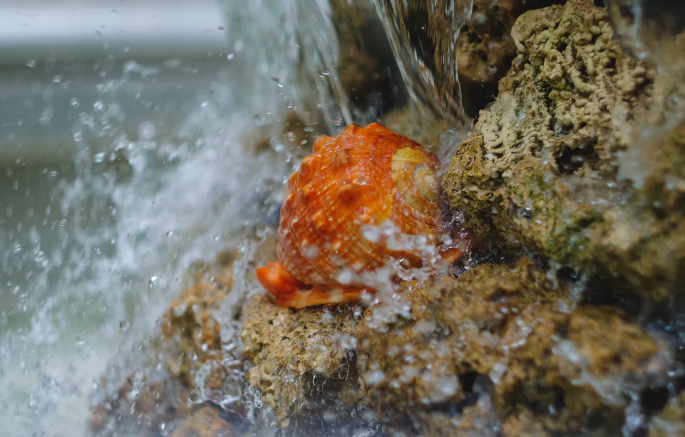 Photo wallpaper squirt, fountain, shell, Petersburg