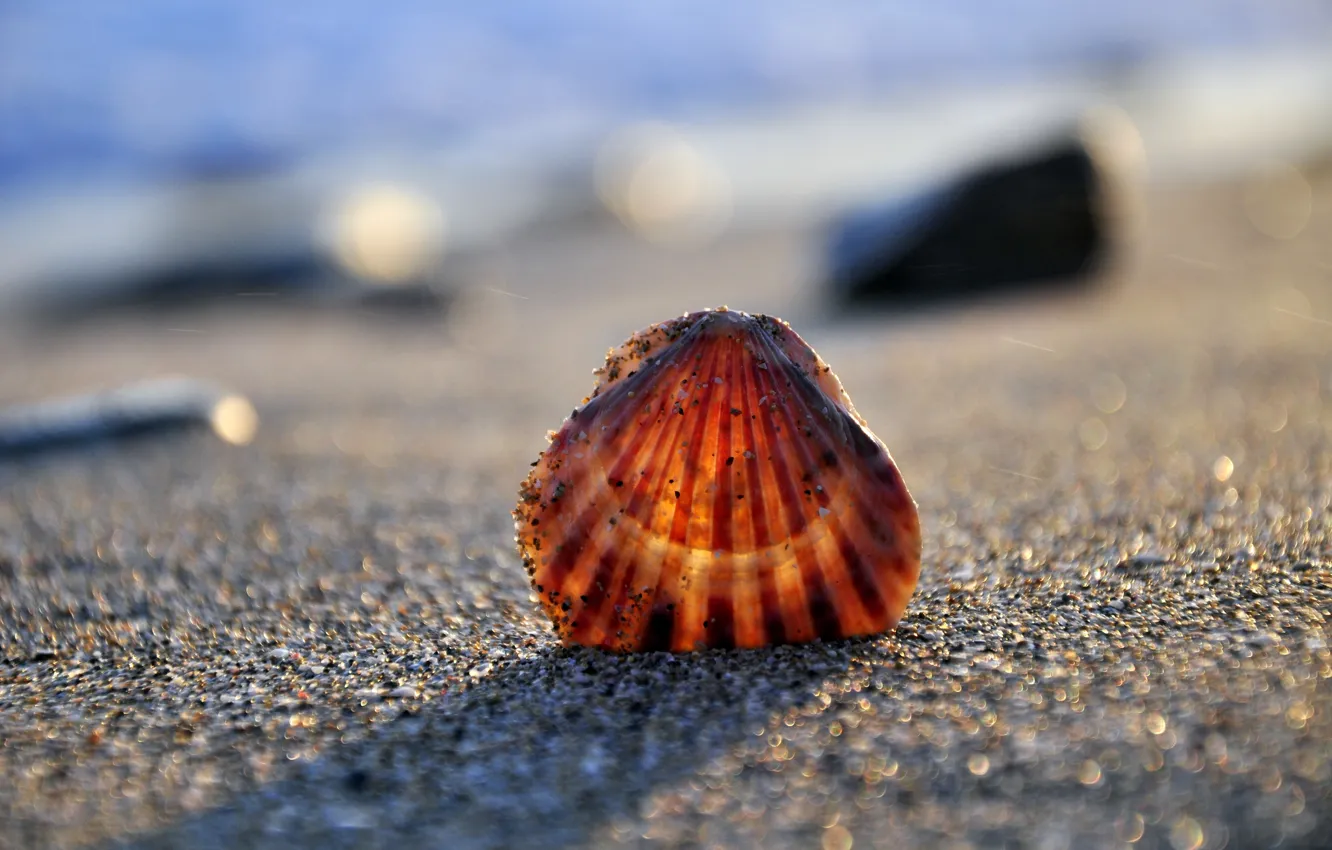 Photo wallpaper sand, sea, shore, shell