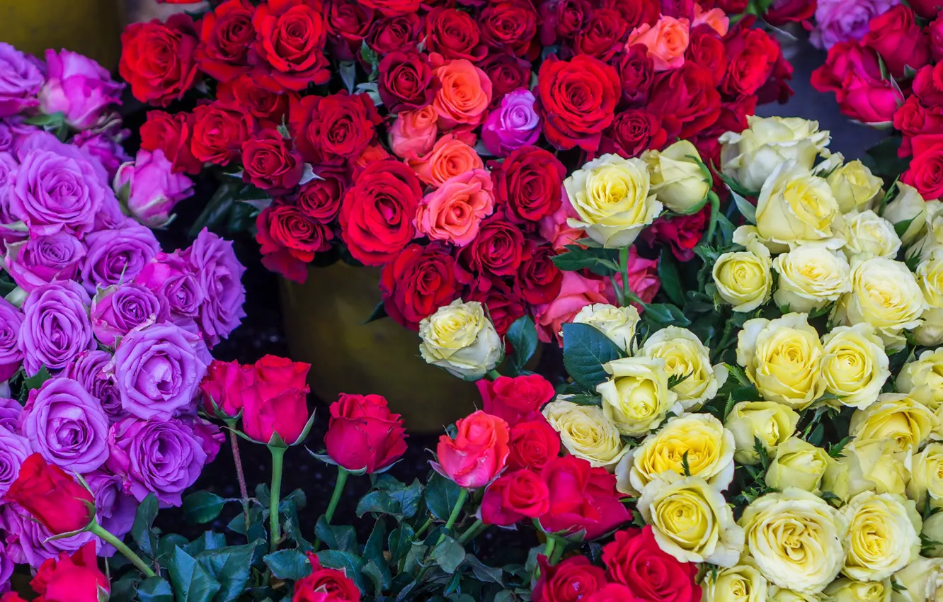 Photo wallpaper roses, colorful, beautiful