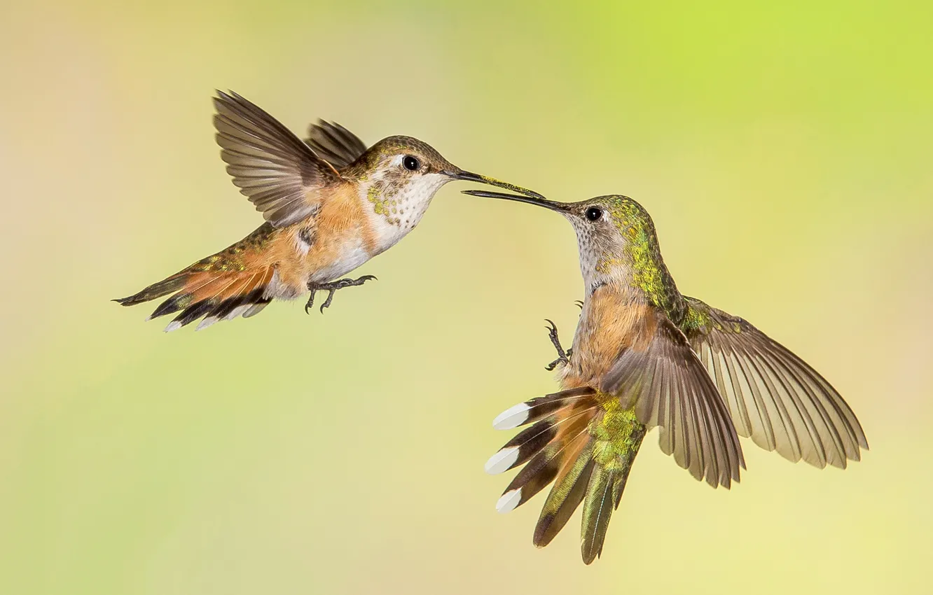 Photo wallpaper bird, wings, beak, Buffy Hummingbird, tricolor selasphorus
