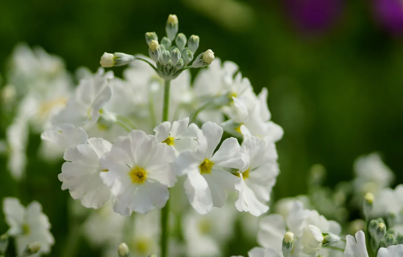 Photo wallpaper flowers, white, Primula