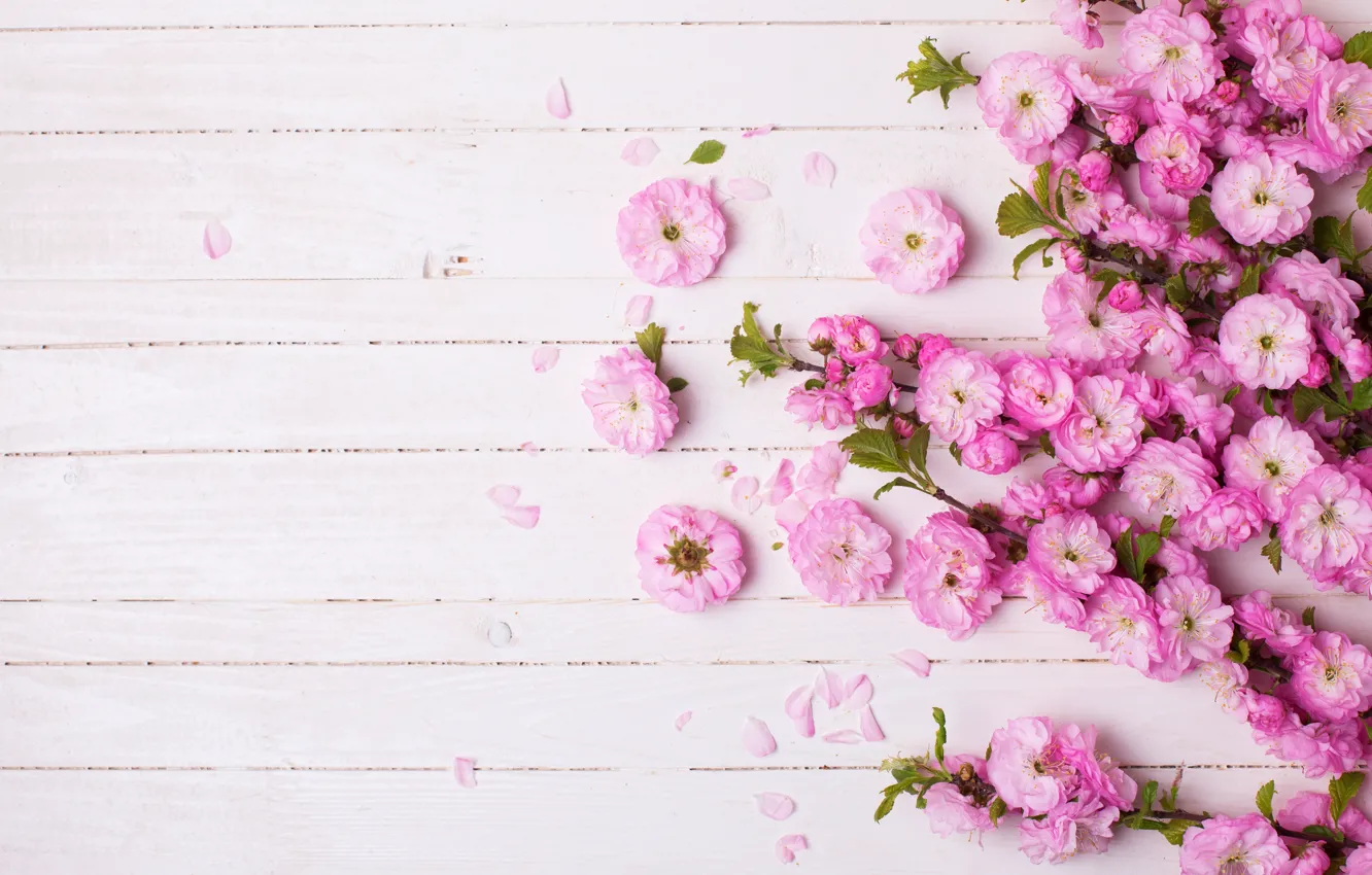 Photo wallpaper flowers, branches, petals, pink, pink, flowers, Tachinska Marina