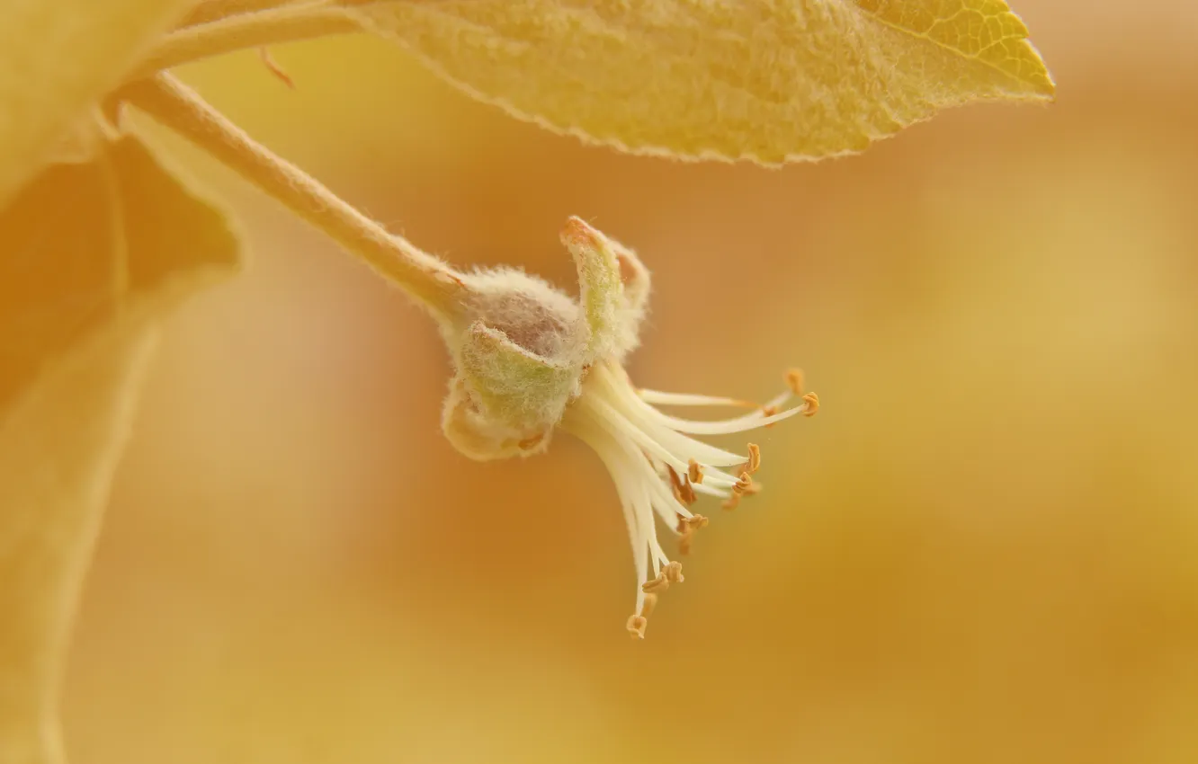 Photo wallpaper fruit, plant, twig