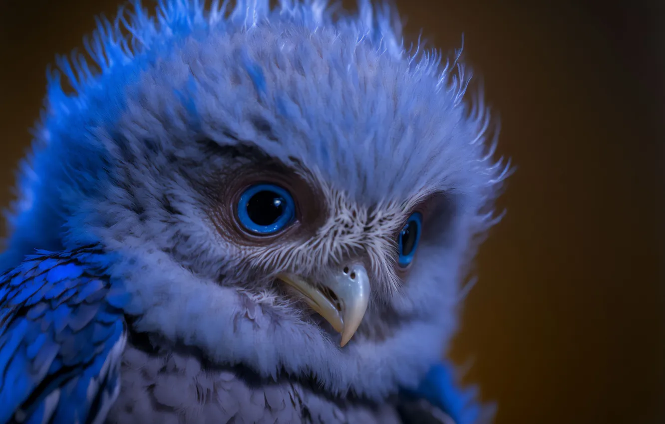 Photo wallpaper owl, feathers, blue eyes, bokeh, digital art, digital art, artificial intelligence, Stability AI