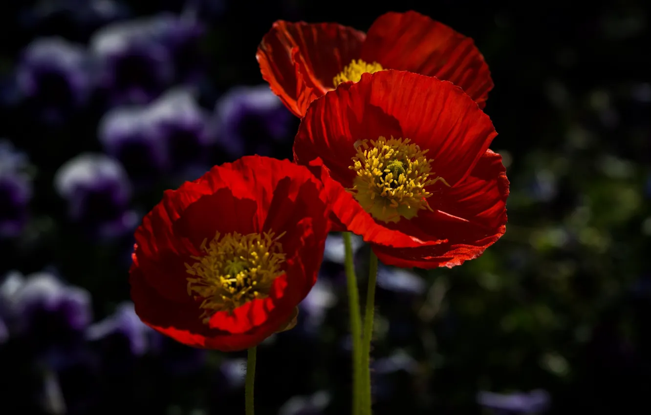 Photo wallpaper macro, red, anemones