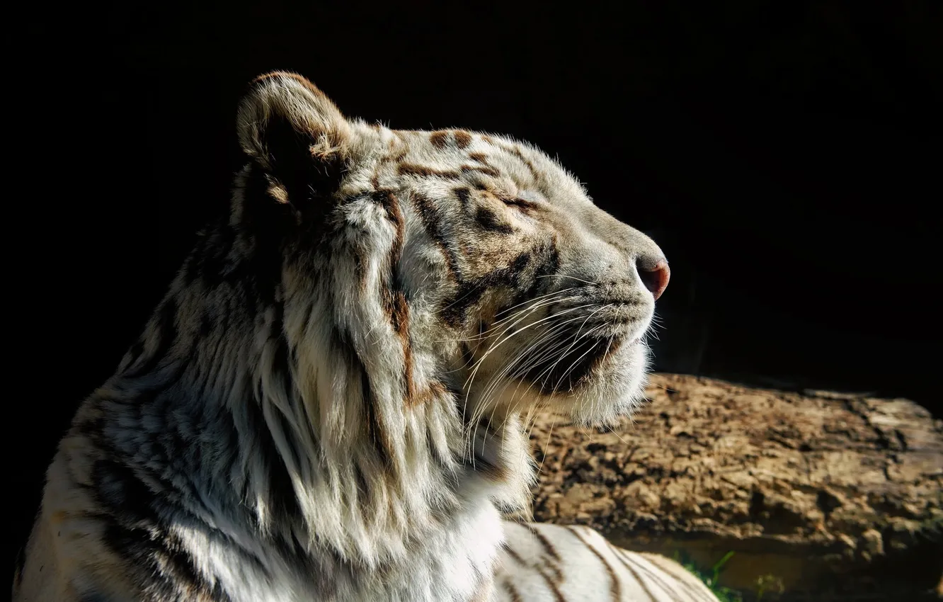 Photo wallpaper face, the dark background, predator, profile, white tiger, wild cat