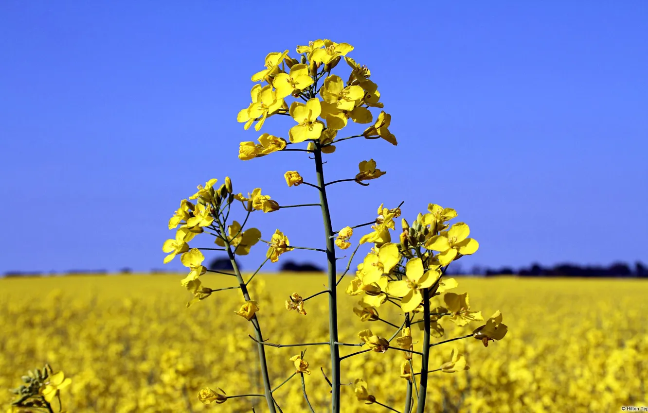 Photo wallpaper field, the sky, plant, rape, Canola