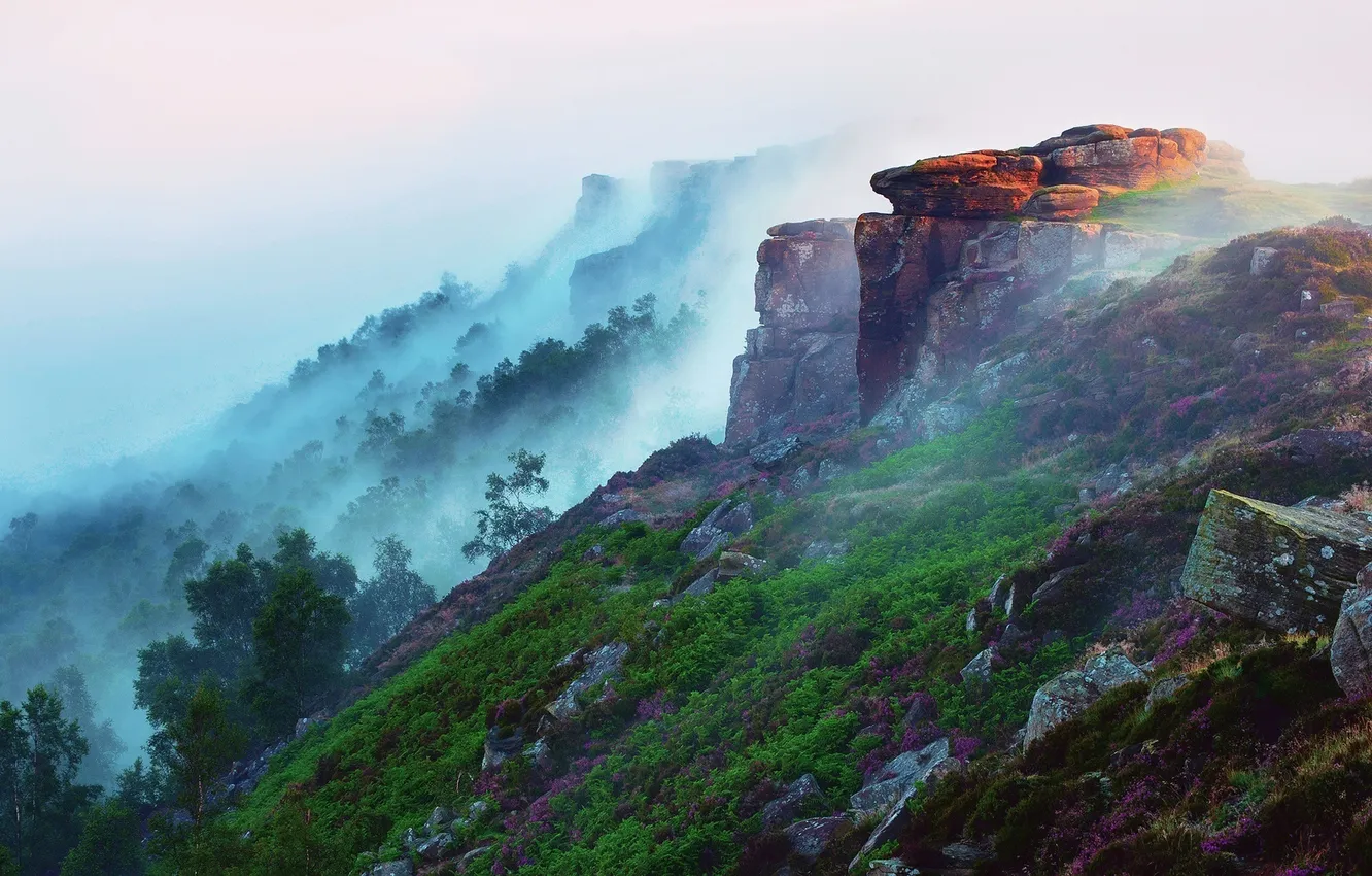 Photo wallpaper forest, trees, mountains, fog, stones