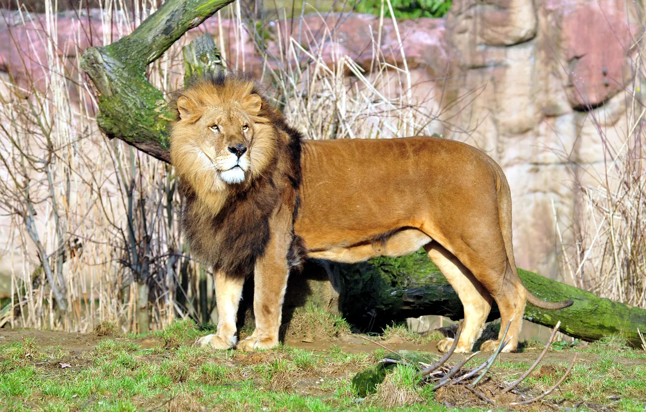 Photo wallpaper cat, grass, Leo