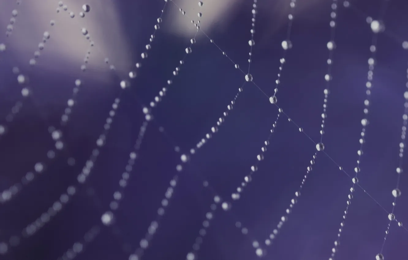 Photo wallpaper droplets, web, Lilac background