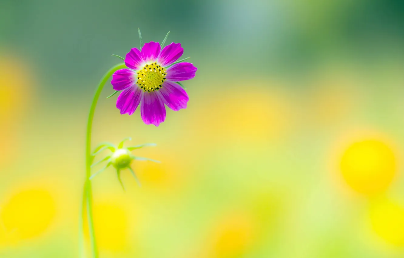 Photo wallpaper flowers, nature, summer cosmos