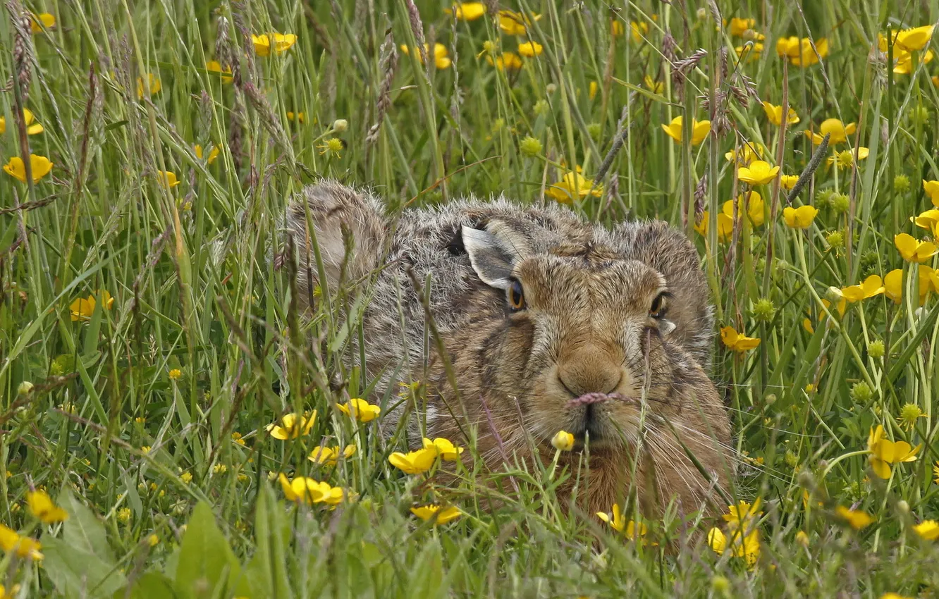 Photo wallpaper summer, nature, hare