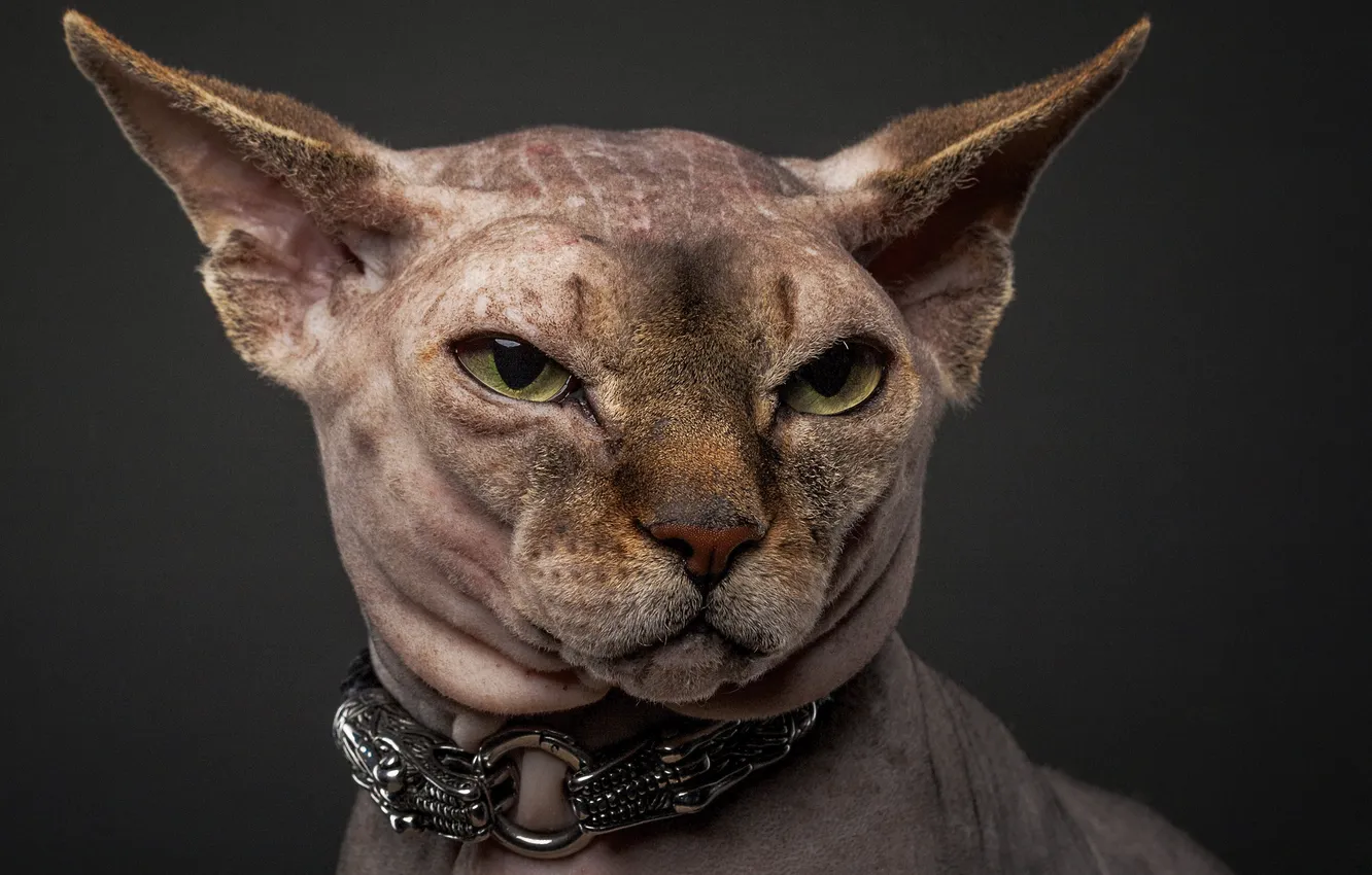 Photo wallpaper cat, short hair, collar, feline