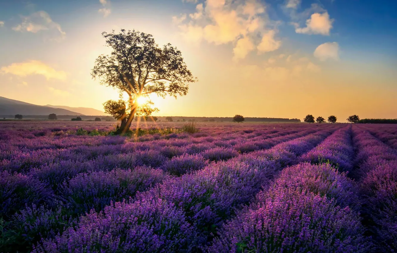 Photo wallpaper trees, lavender field, the sun, dawn, lavender